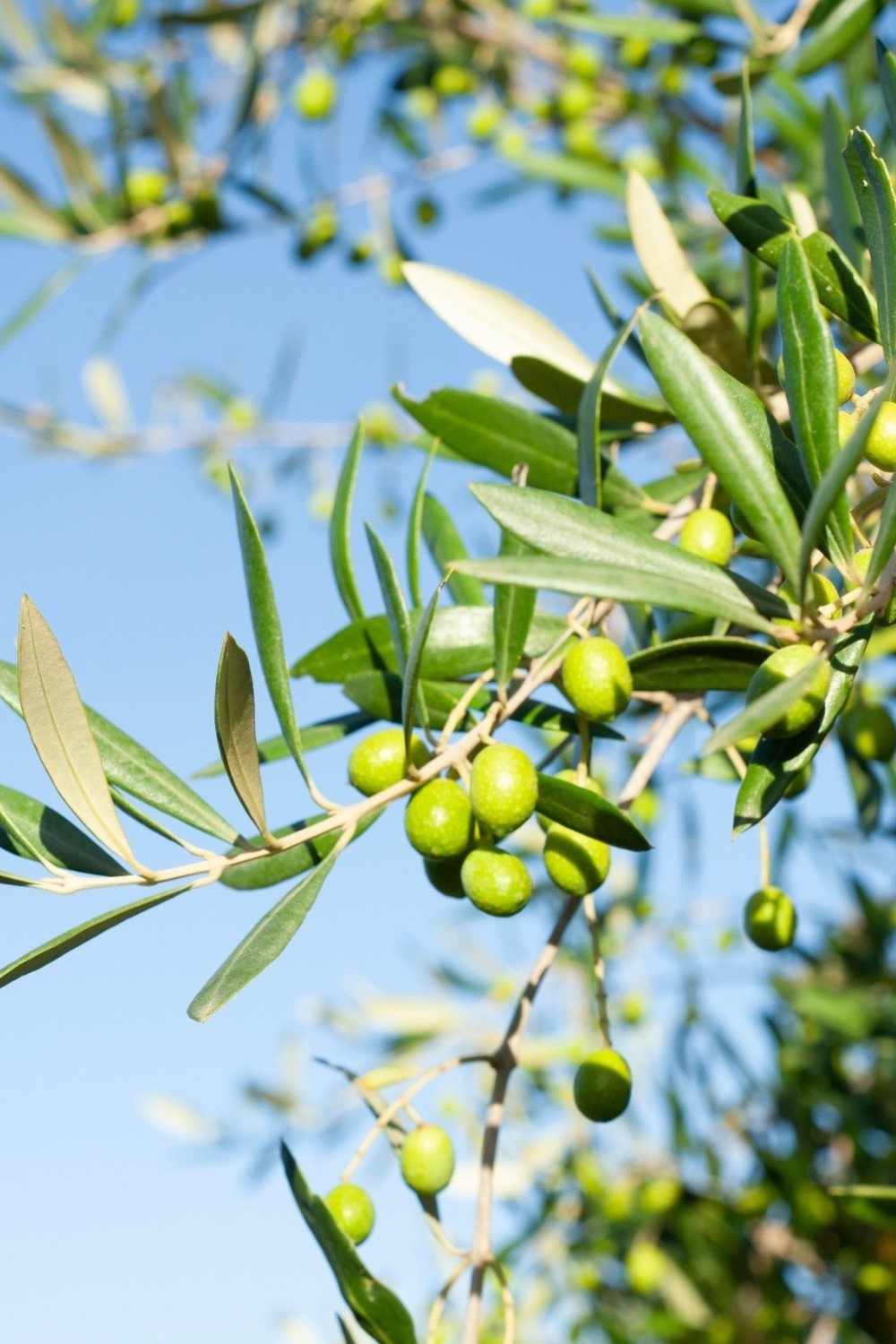 Allpress Olive Grove uses Frantoio, Verdale, Mission and Ascolano olives, all grown on Waiheke Island. Photo / @allpressolivegroves