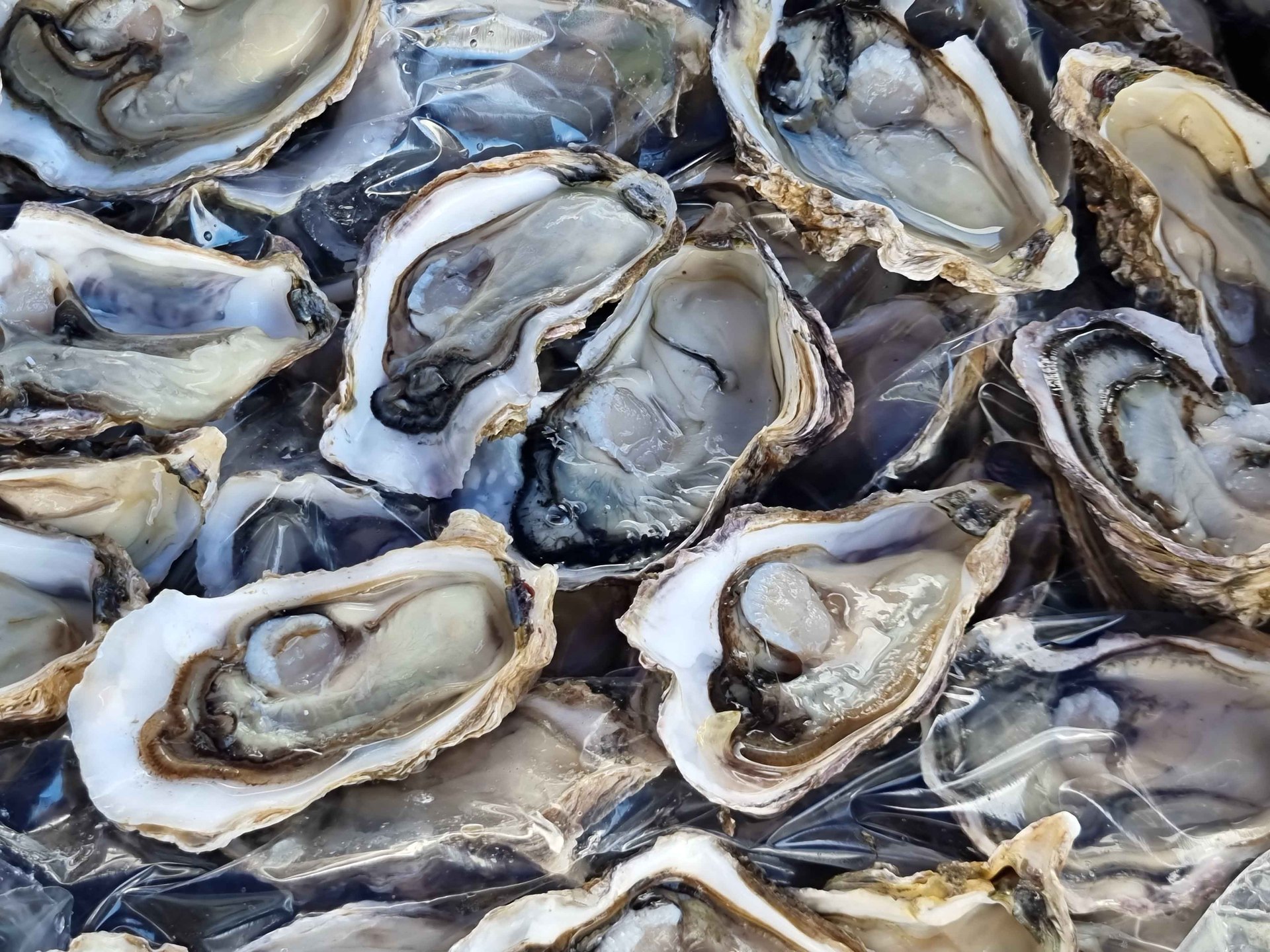There's no mucking around in the morning if you want to enjoy Paroa Bay oysters from the Whangarei Growers Market. Photo / Alexia Santamaria