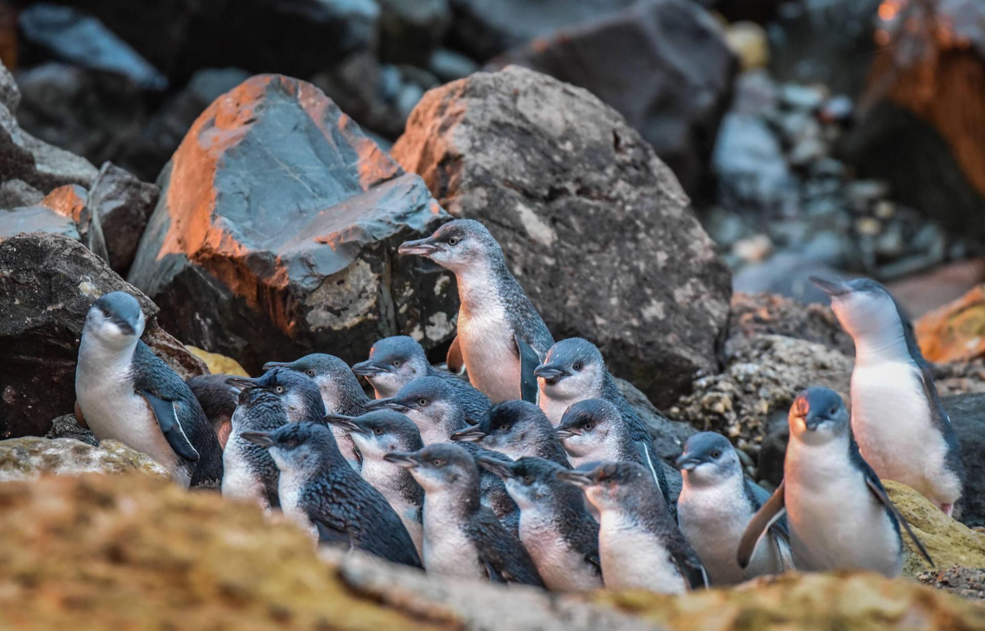 Don't miss the cutest show in Waitaki at the Oamaru Penguin Colony. Photo / Tourism Waitaki