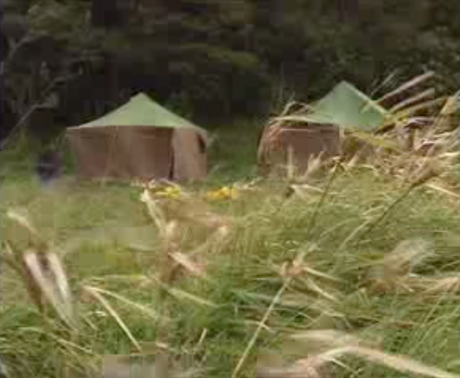 Tents where young people slept alongside supervisors at Whakapakari, a youth boot camp on Great Barrier Island. Photo / Living Pictures