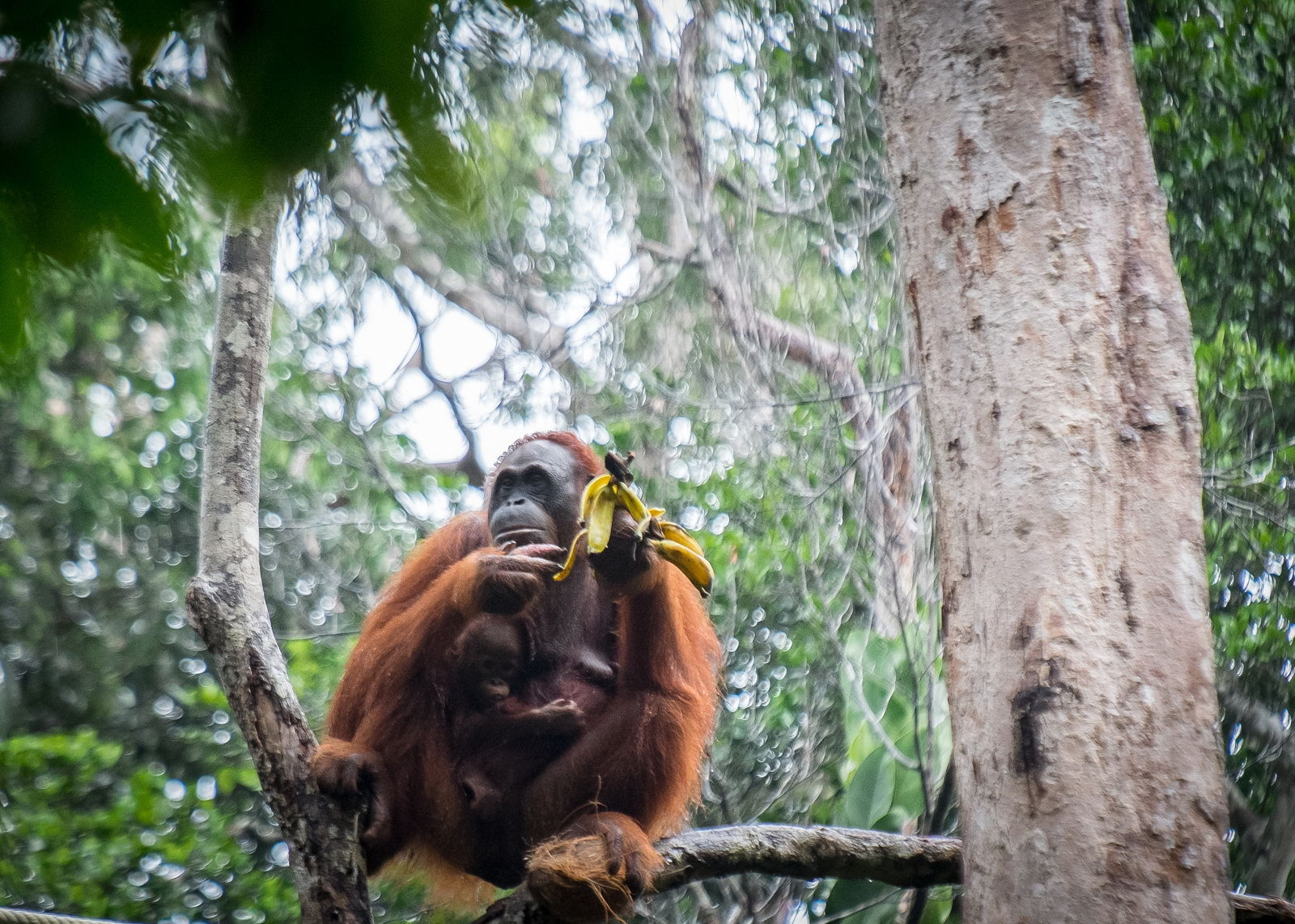 Jungle trekking to find orangutans in Malaysia - NZ Herald