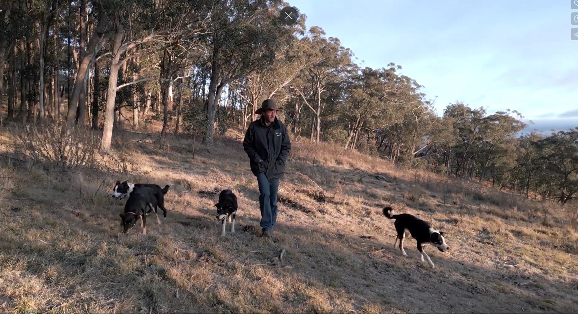 Shakeshaft and some of his dogs, which are crucial to his programme. Photo / BackTrack