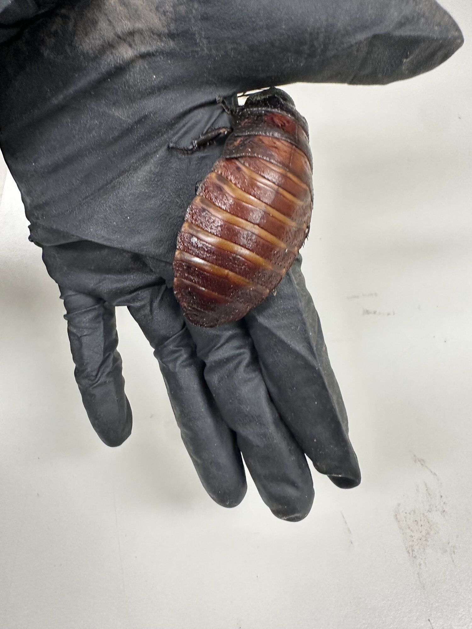 Photos show some of the bugs are nearly the size of an adult palm.