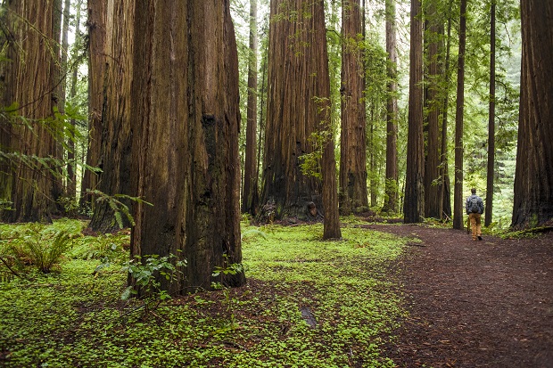 The Redwood Forest, Humboldt County, California. Photo / Getty Images