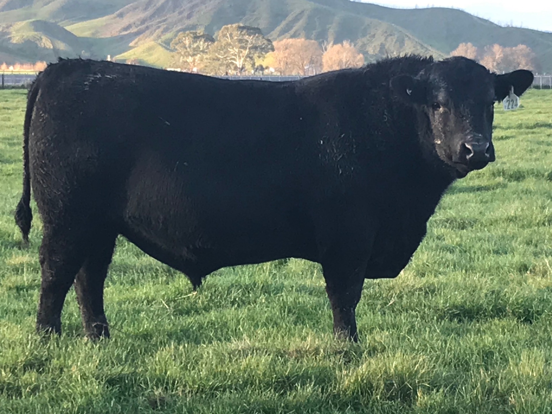 The big guy: Turiroa Angus near Wairoa sold this bull for $104,000. Photo / Supplied