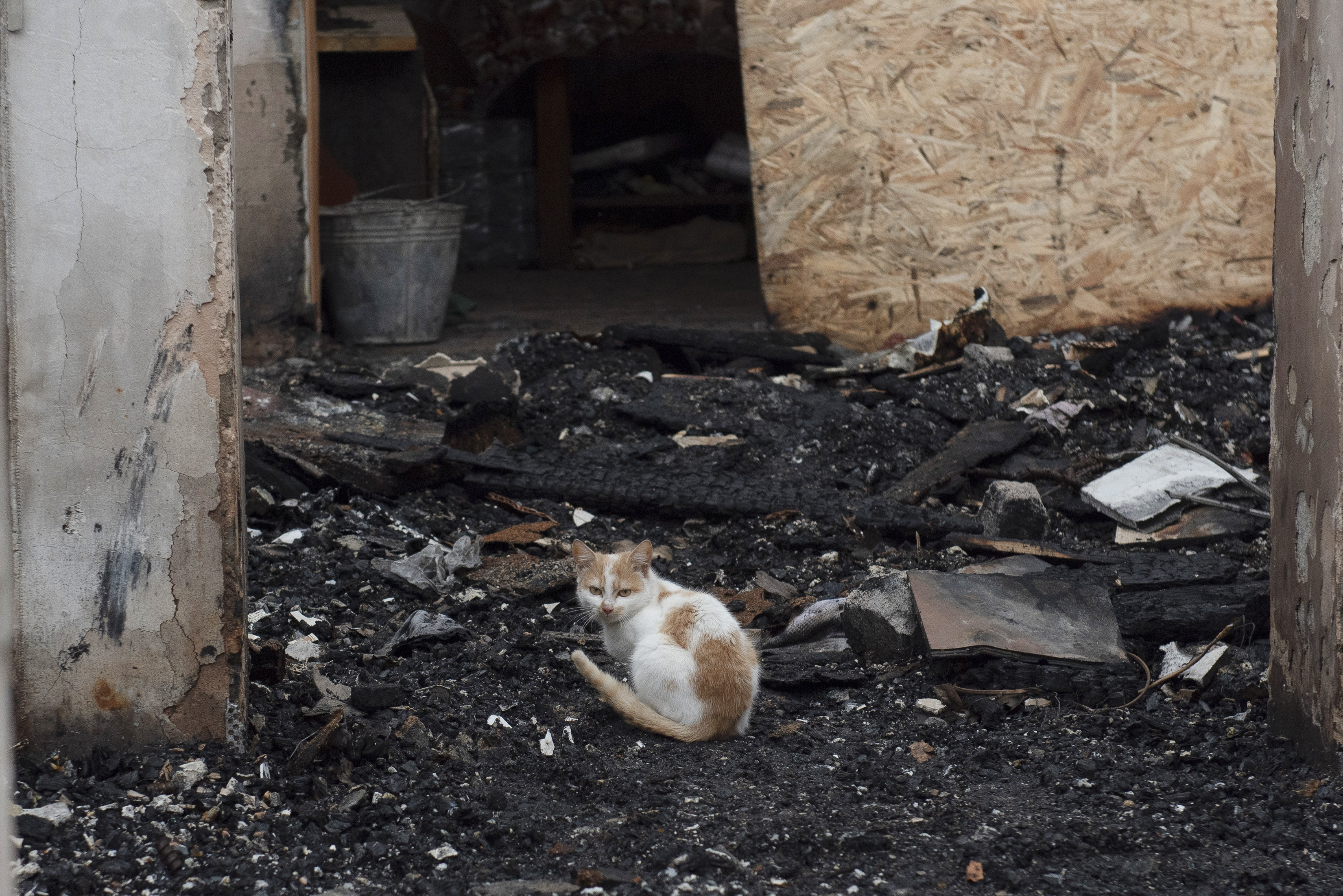 A cat sits in the remains of the  destroyed house of Vadym Zherdetsky in the village of Moshun, outside Kyiv, Ukraine. Photo / AP