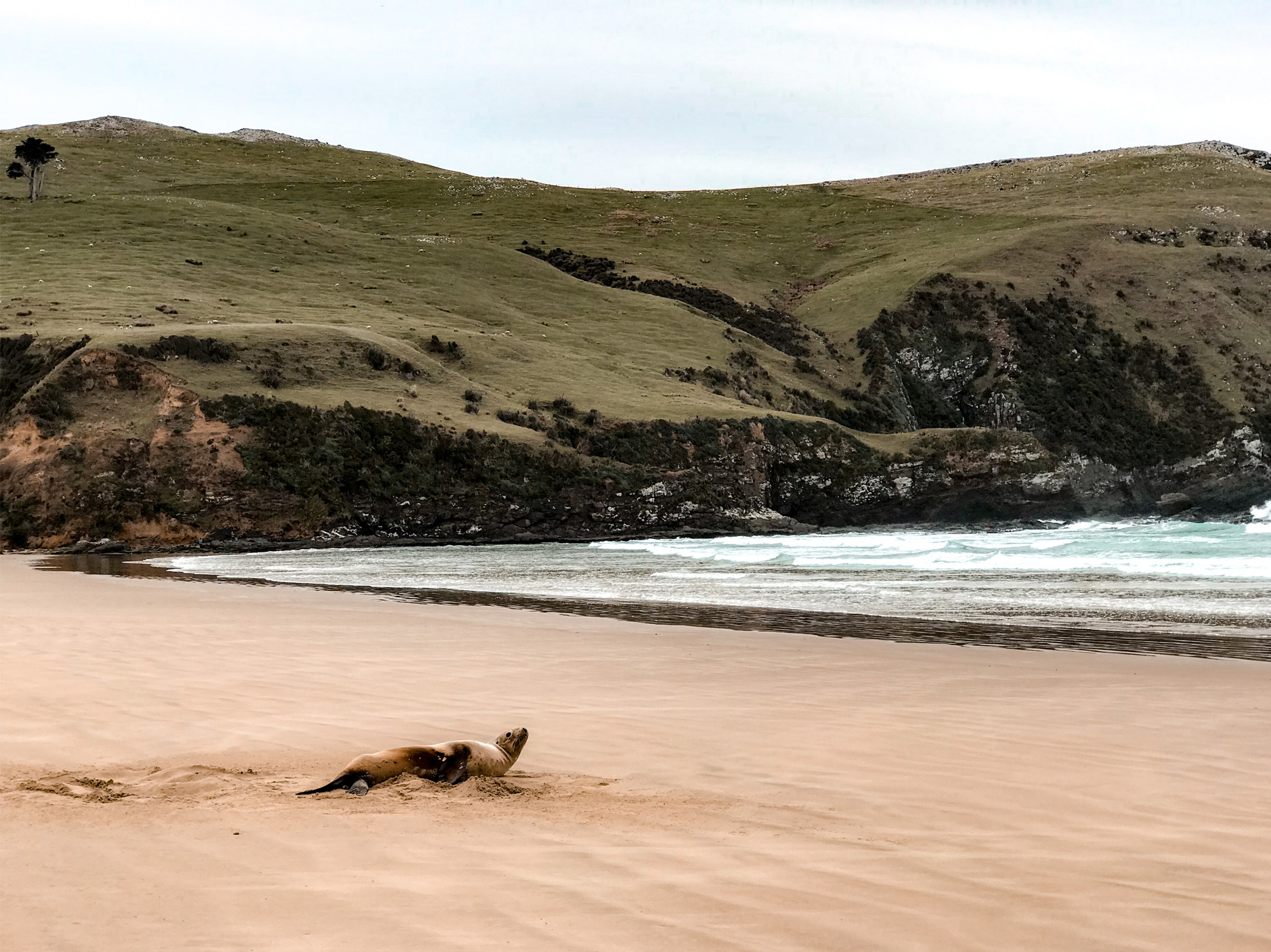 Get up close with the sea lions at Cannibal Bay. Photo / The Flains Travel