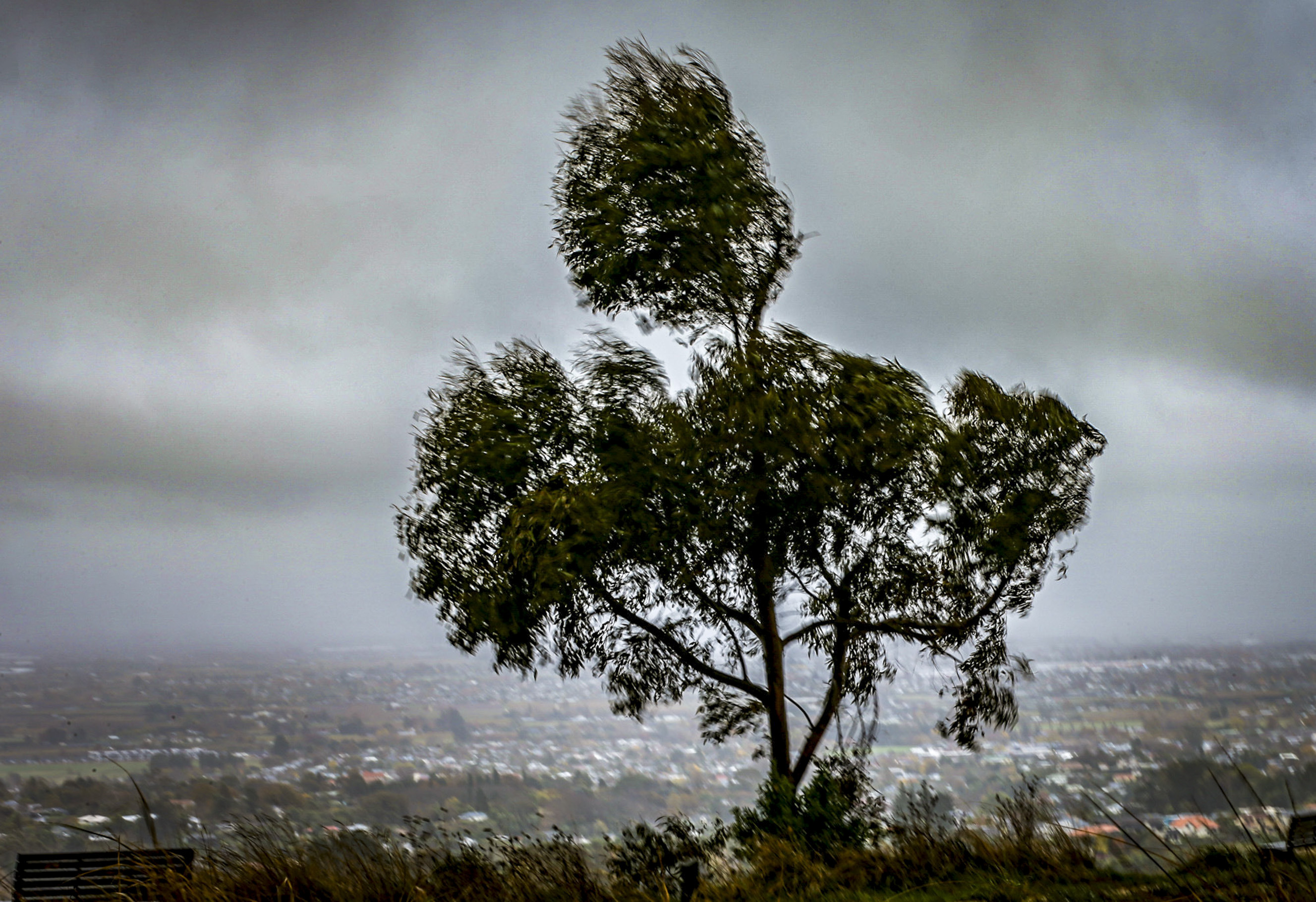 A sign of things to come as the trees start to bend in Havelock North after a rainy and windy night. Photo / Paul Taylor