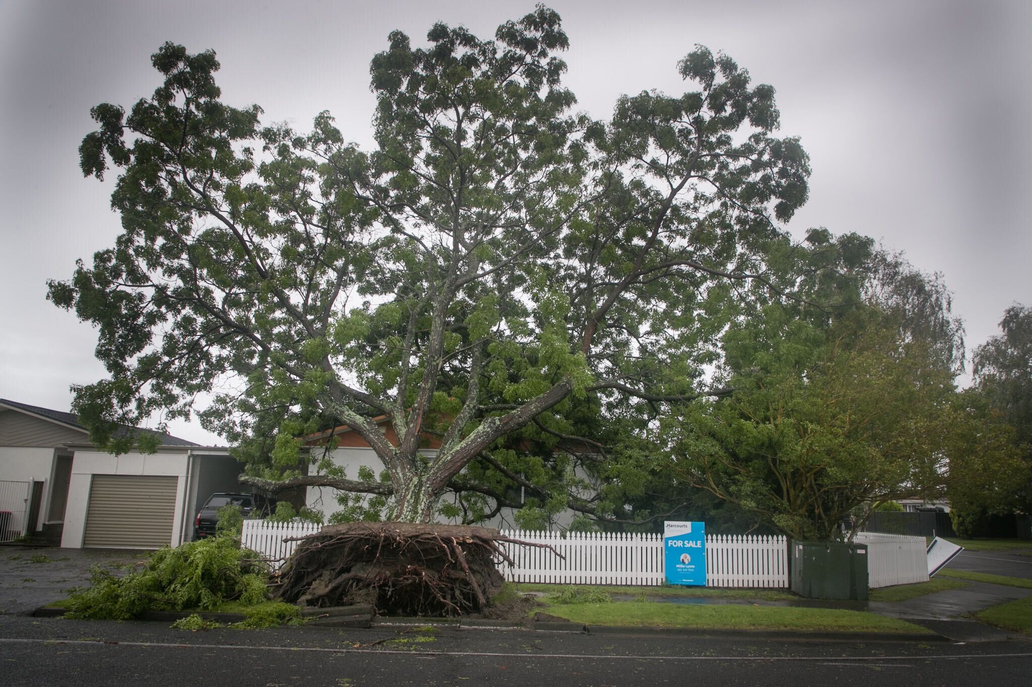 Tree in Pirimai, Napier brought down by strong winds and heavy rain. Photo / Warren Buckland