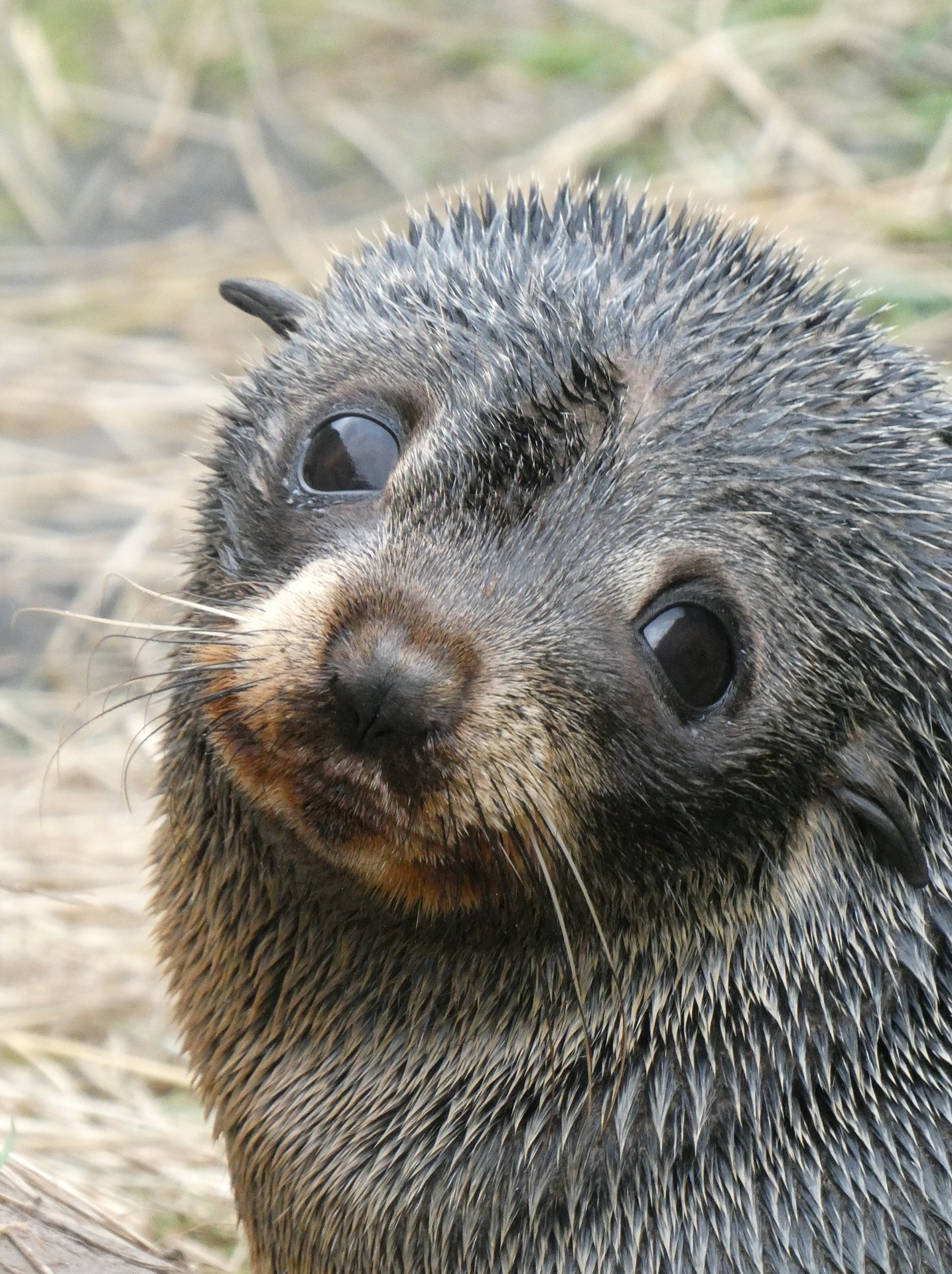 A juvenile kekeno (fur seal) pops its head up from behind the scrub. Photo / Carol Atkinson