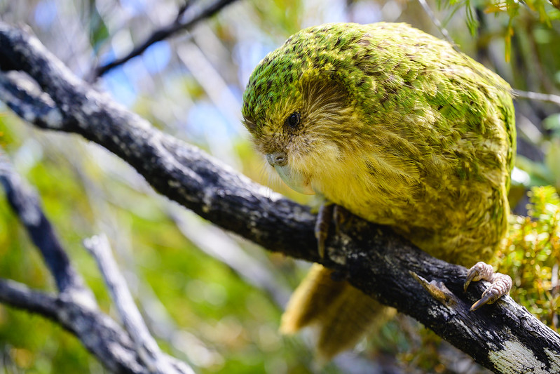 Kākāpō look set to form a government in this Parliament of the Birds. Photo / Jake Osborne