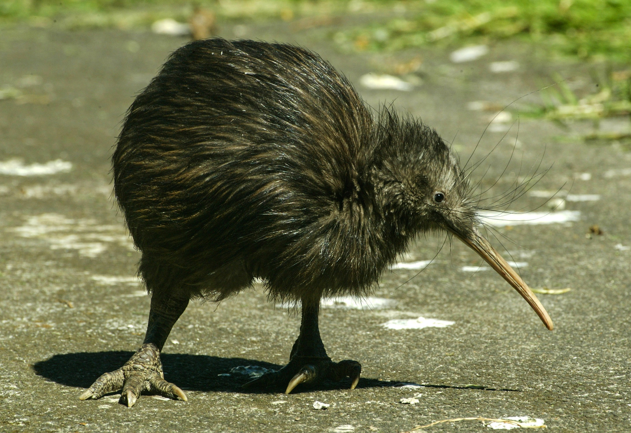  North Island brown kiwi. Photo / Brett Phibbs