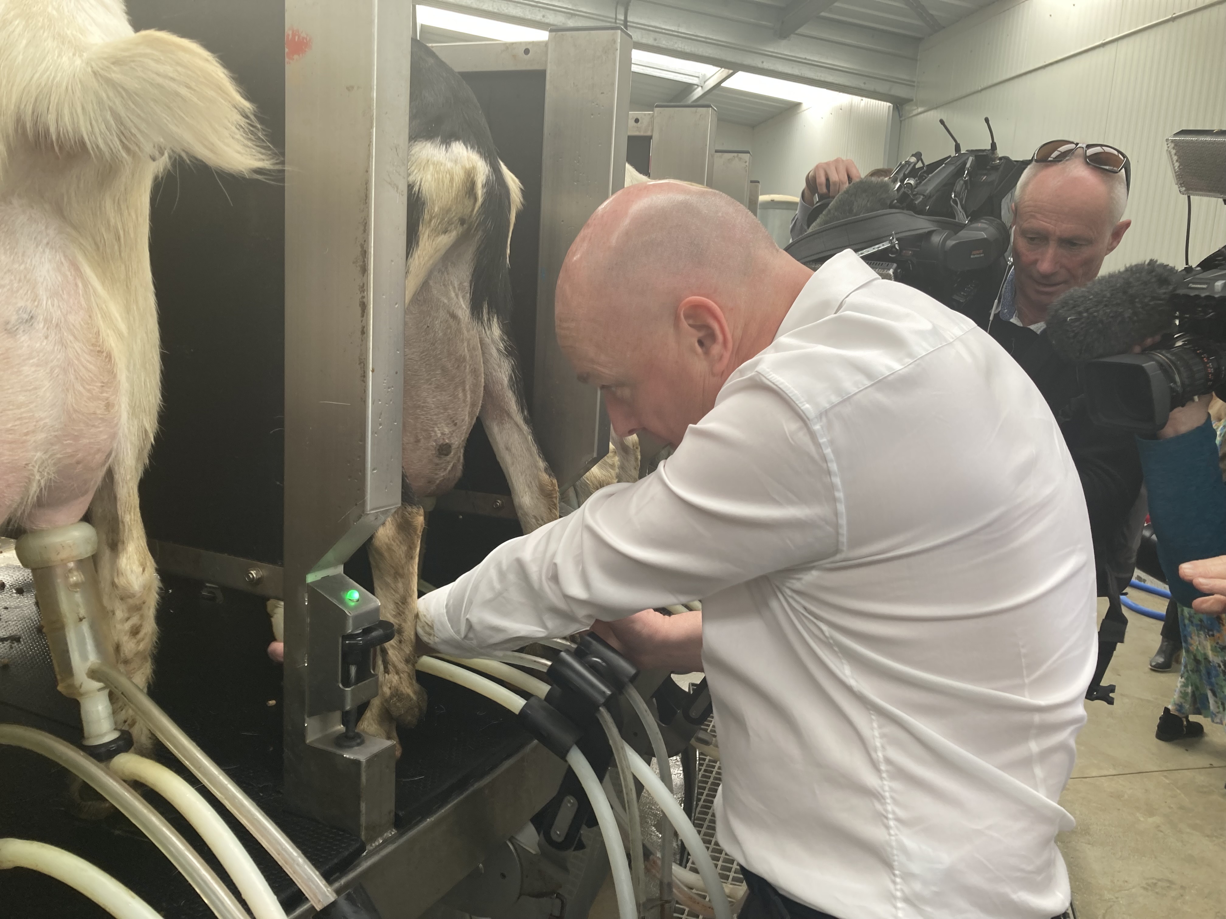 National Party leader Christopher Luxon milking a goat at Oete Goat farm south of Auckland. Photo / Claire Trevett