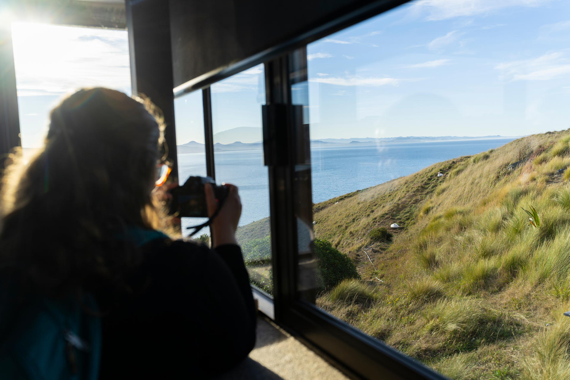 The Royal Albatross Centre in Dunedin is home to the only mainland breeding colony of northern royal albatross anywhere in the world. Photo / DunedinNZ