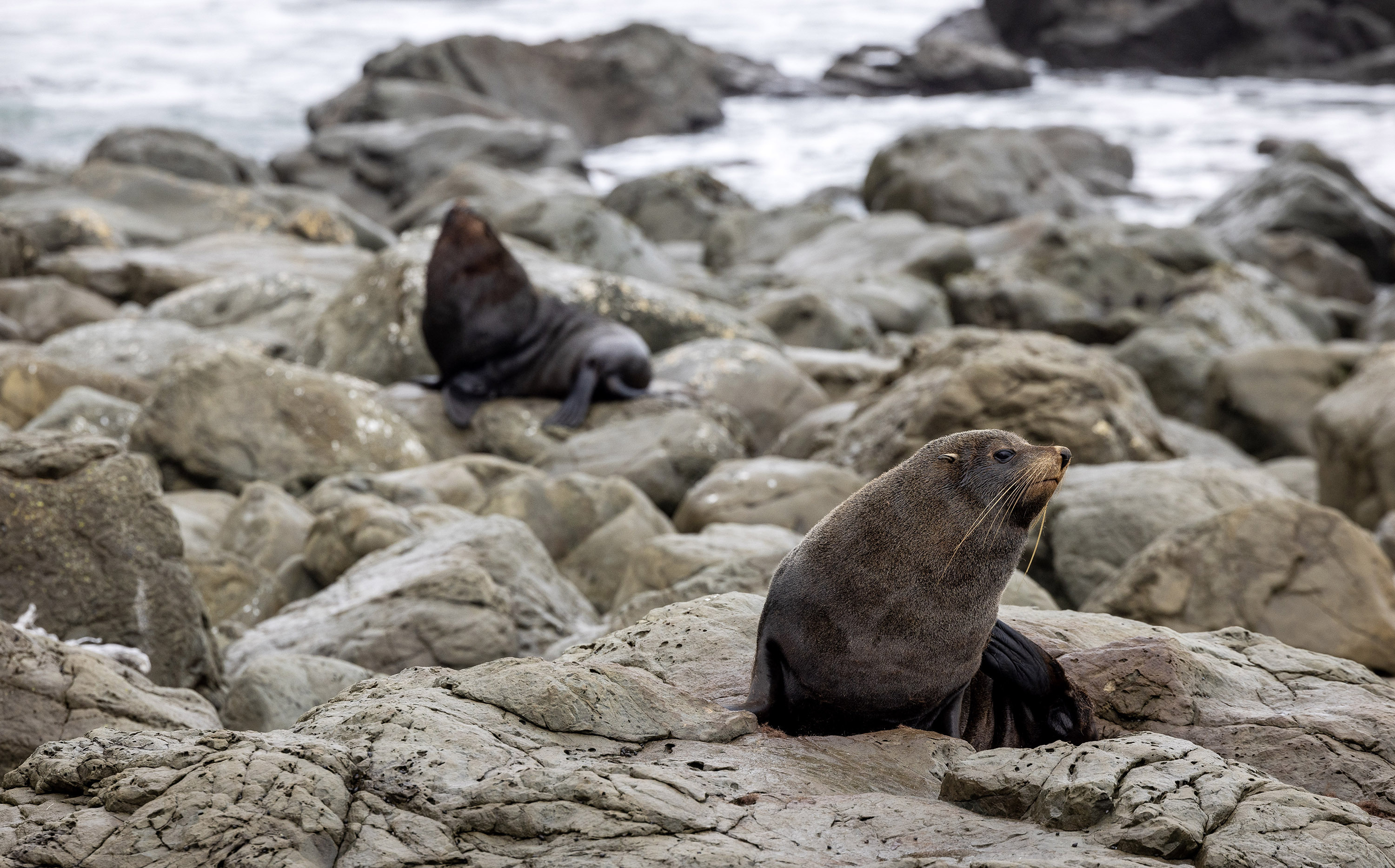 The rugged coast of Te Waipounamu – the South Island. Photo / Mike Scott