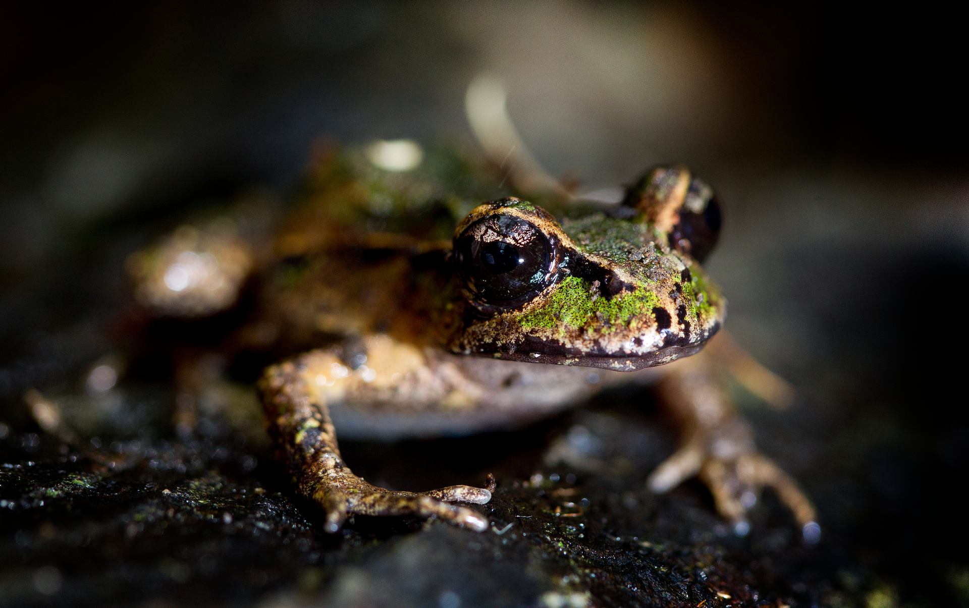 Archey's frog is a critically endangered New Zealand species of frog, found in only two places, including between Waihi and Whangamata. Photo / NZ Herald