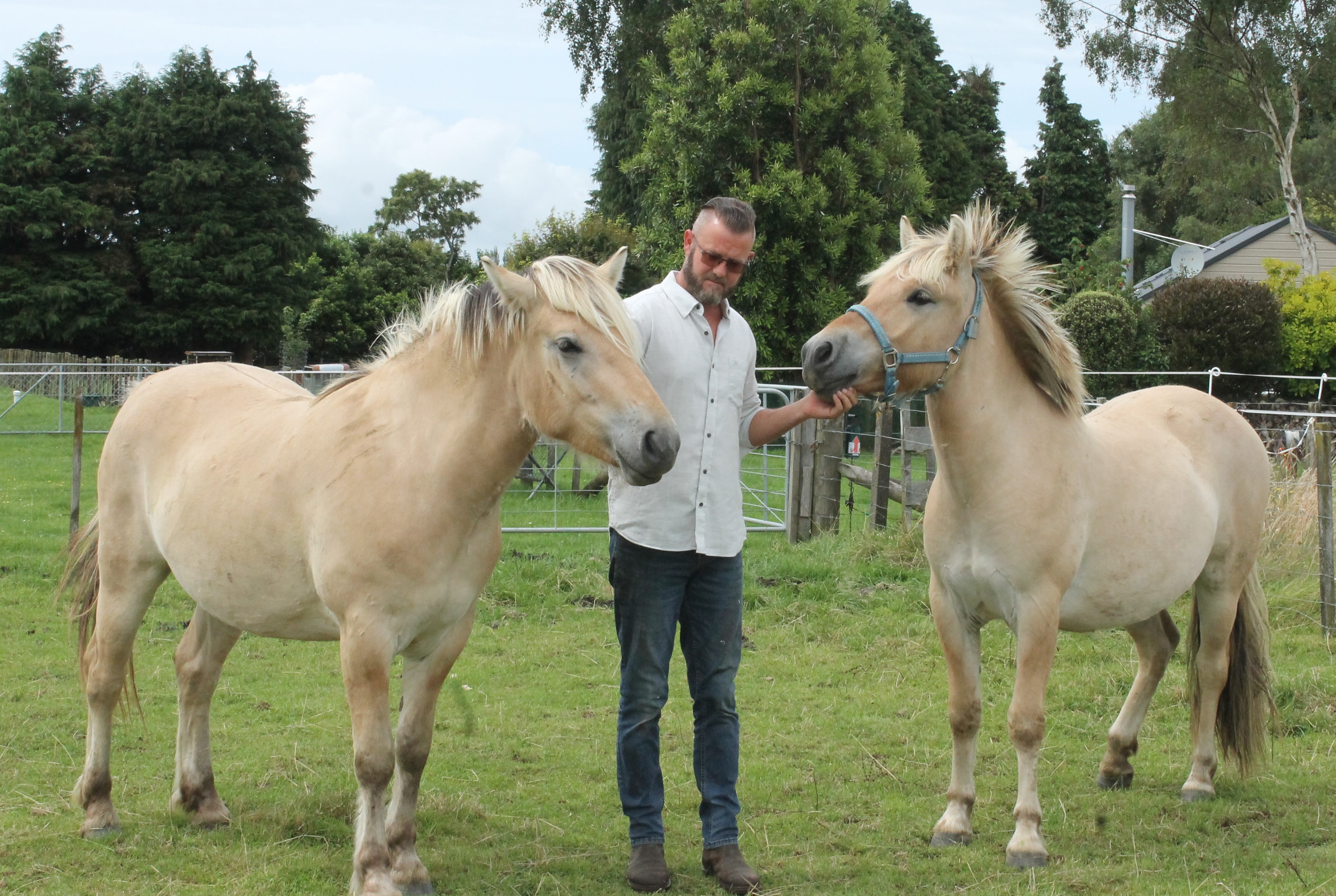 Jamie, with the fjord horses, will be officiating at the Viking wedding ceremony on Saturday. Photo / Leanne Warr
