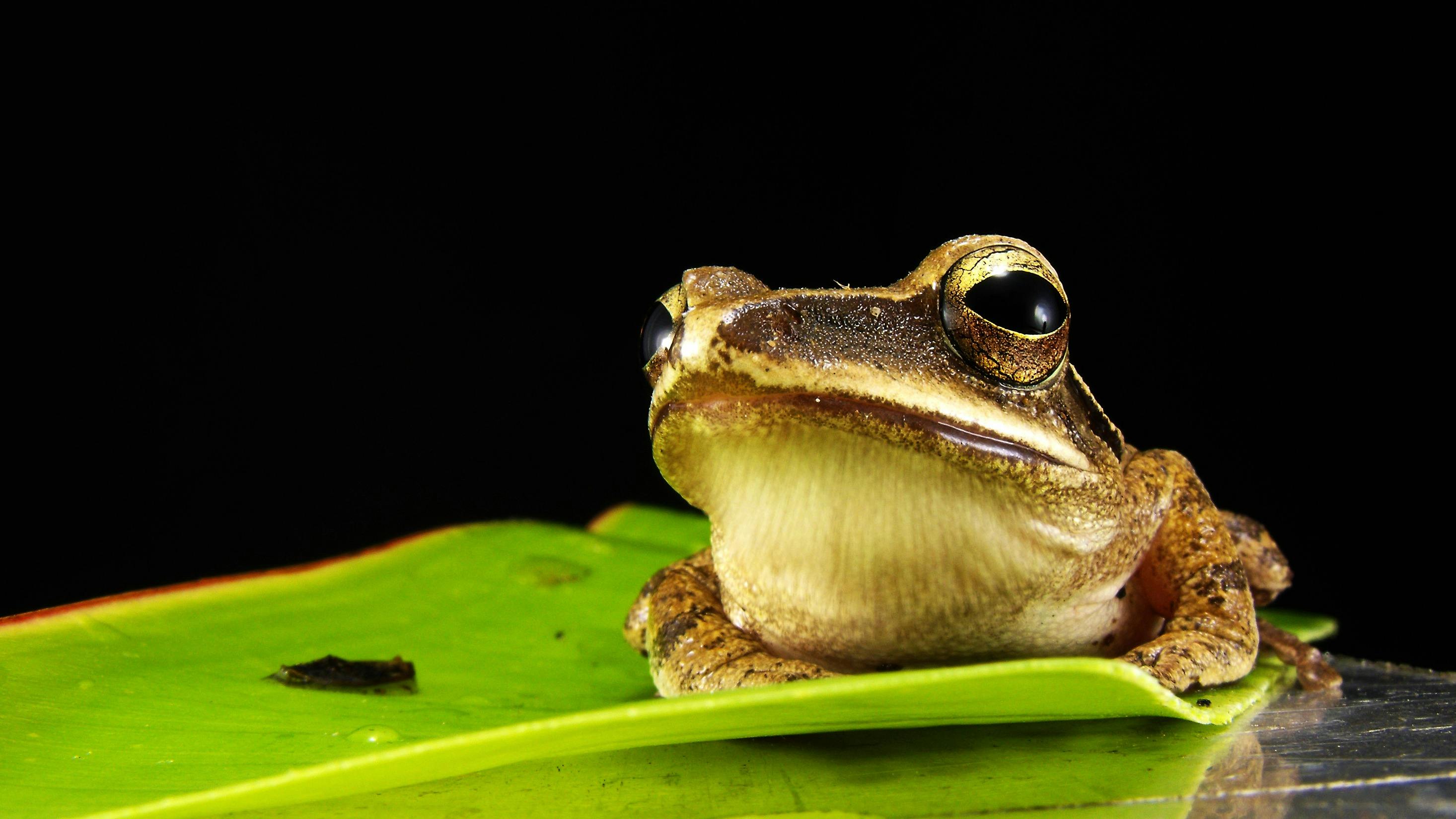 This frog may or may not be dim-witted. Photo / Pexels / Pixabay
