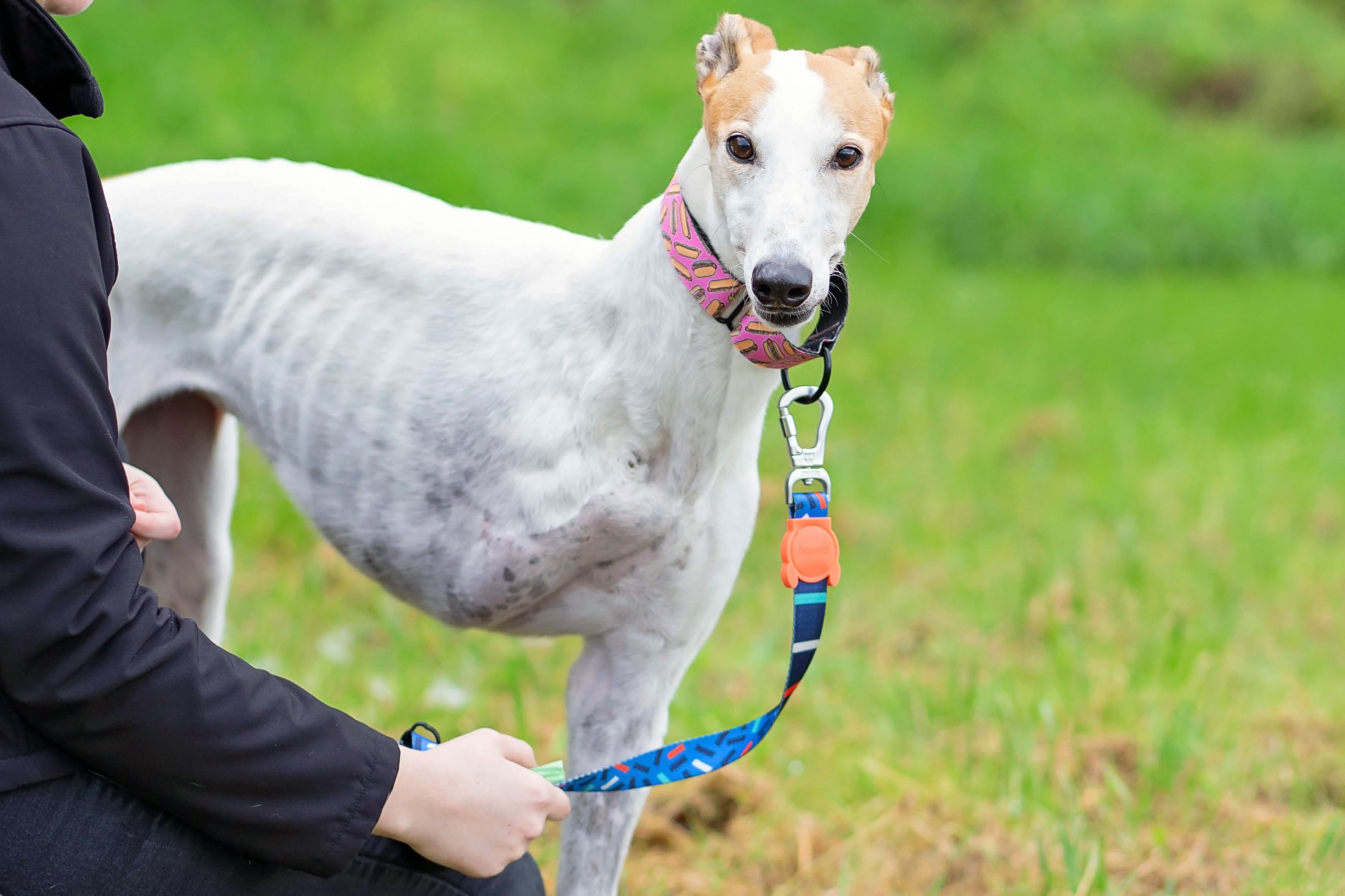 Whippy had to have her leg amputated but has now been re-homed and is living happily with a new family. Photo / Supplied