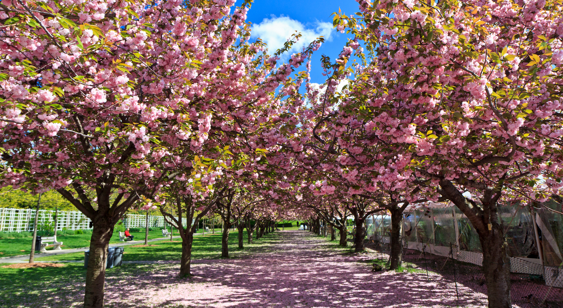 Cherry Esplanade wows in spring when its trees are laden with pink blossom. Photo / Getty Images