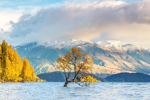 The world famous in New Zealand Wanaka tree.