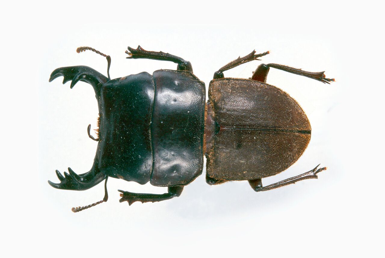 The Mokohinau stag beetle. CREDIT: Andrew Townsend, DOC