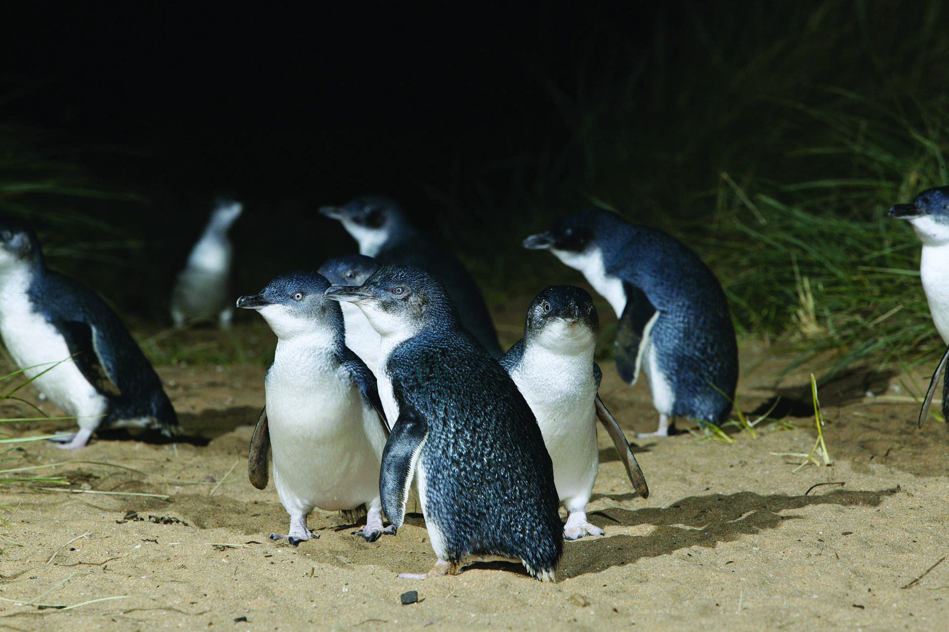 Blue penguins come to the shores of Dunedin to roost for the night. Photo / Dunedin NZ