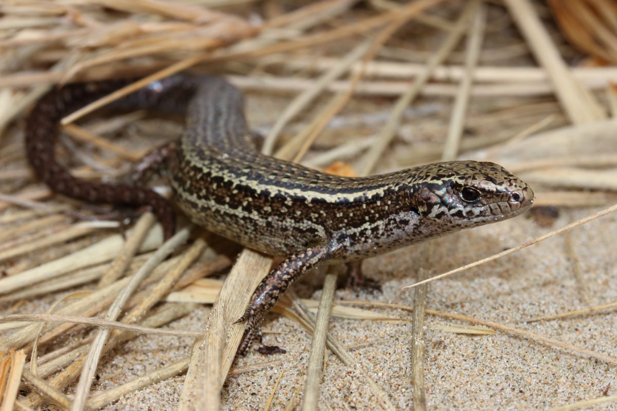 Based on the reptiles' appearance and where they were found, experts believe the lizard population are Hawke’s Bay skinks. Photo / Nick Harker