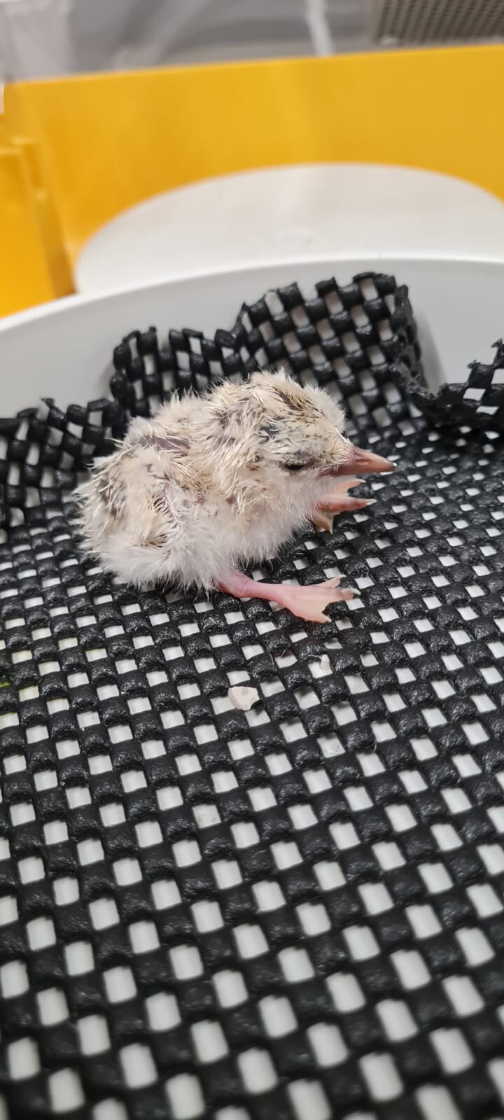 A hatchling at Auckland Zoo. Photo / DoC