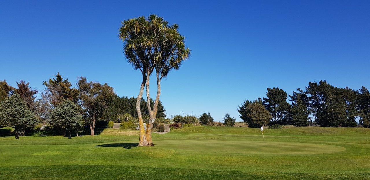 An original tree still stands today from when bare land was turned into Moutere Links Golf Course near Levin in the early 1950s. 