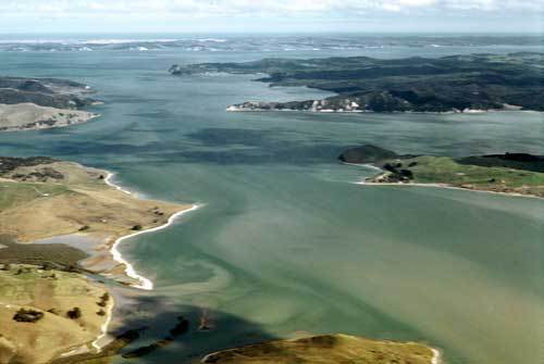 The Kaipara Moana Remediation project has planted almost a million trees to protect the Kaipara Harbour.