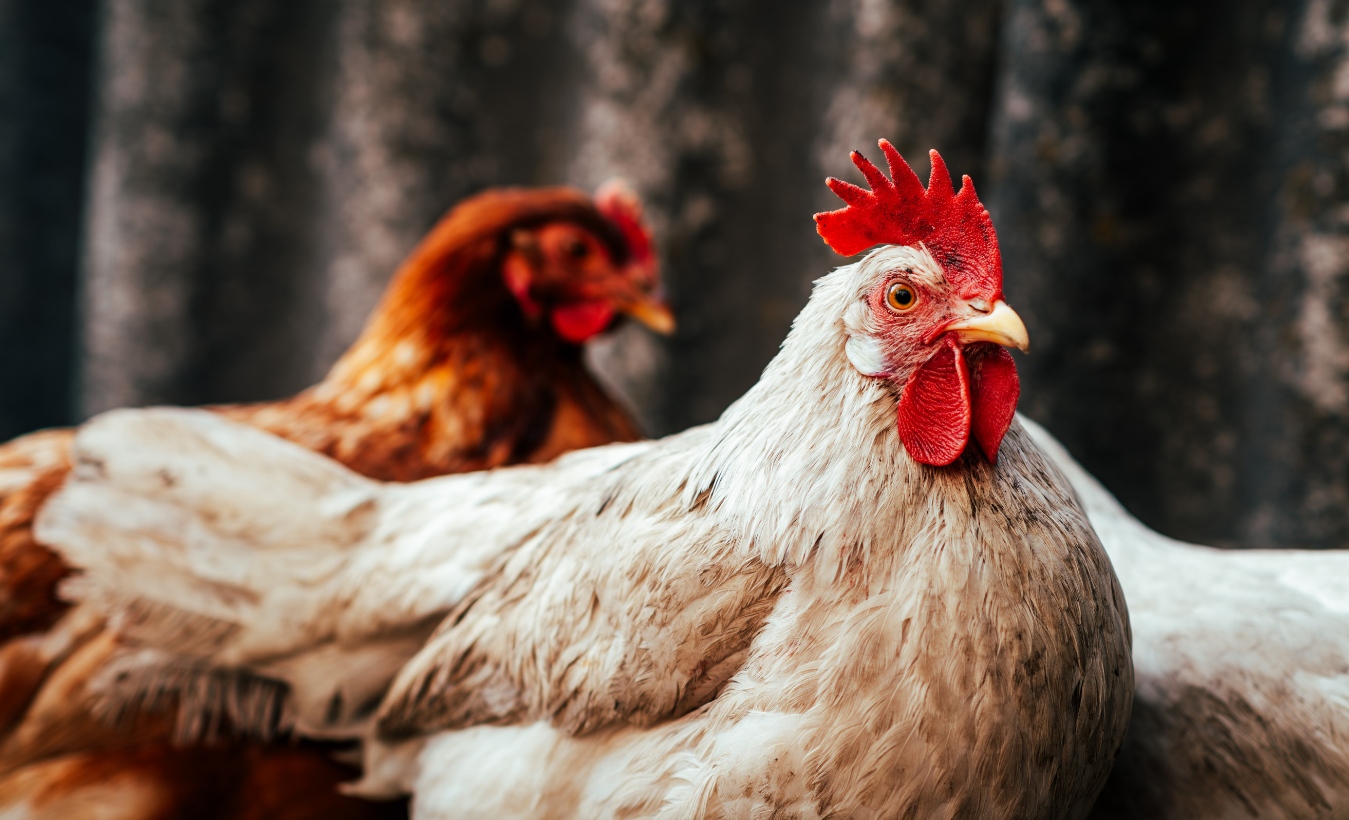 Bird flu has been detected on a poultry farm in southern Brazil. Photo / 123rf
