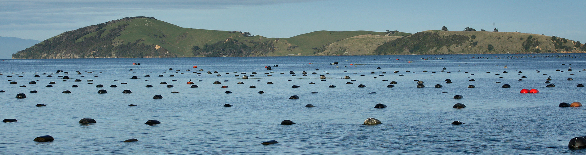 A mussel farm in the Coromandel Peninsula.