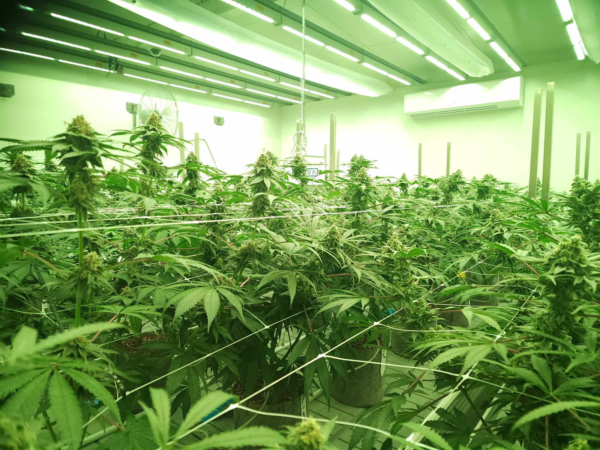 An expanded Ora Pharm will provide New Zealand cannabis growers with access to global export markets, CEO Zoe Reece says.