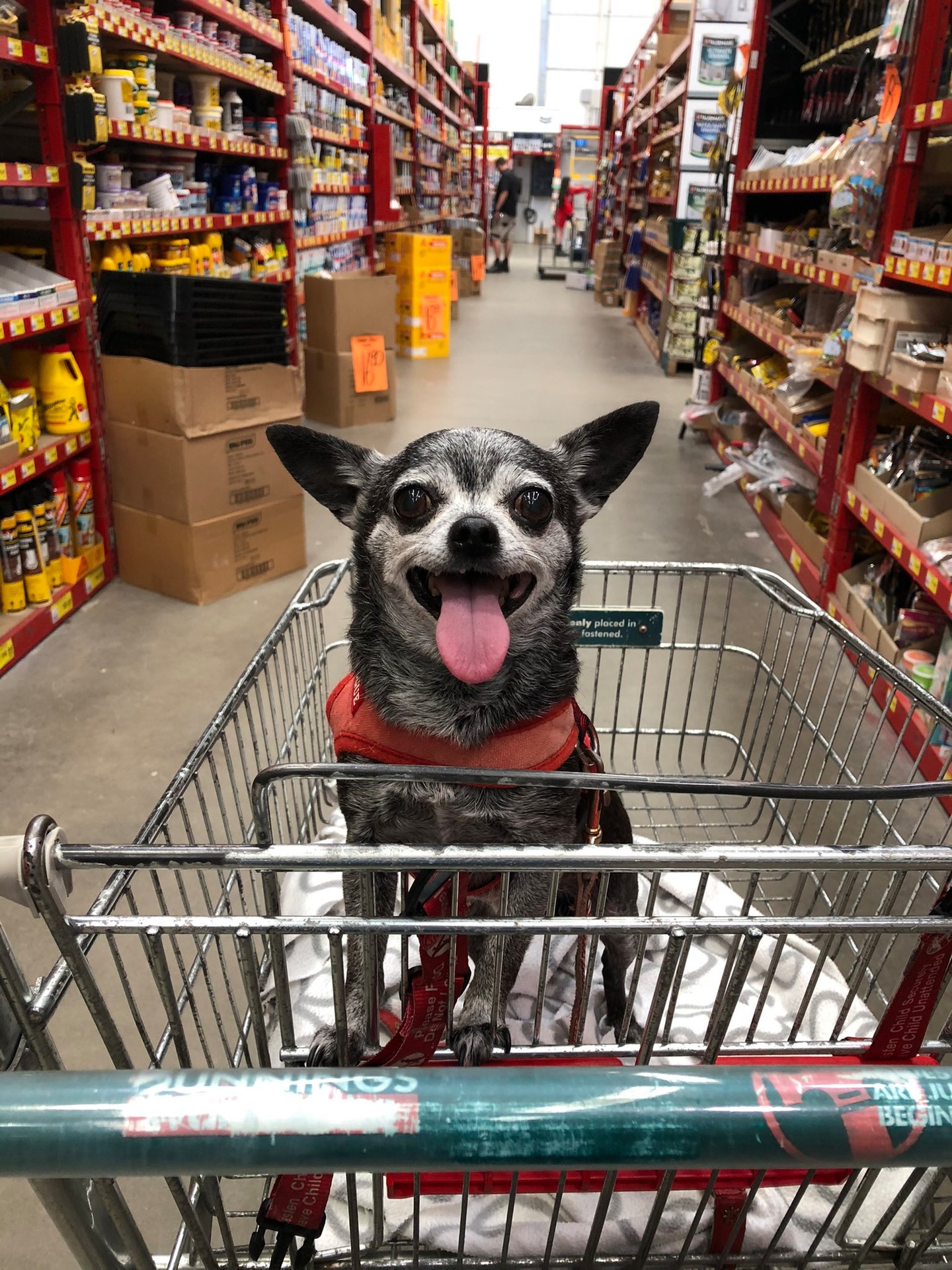 Are Dogs Allowed In Bunnings Australia