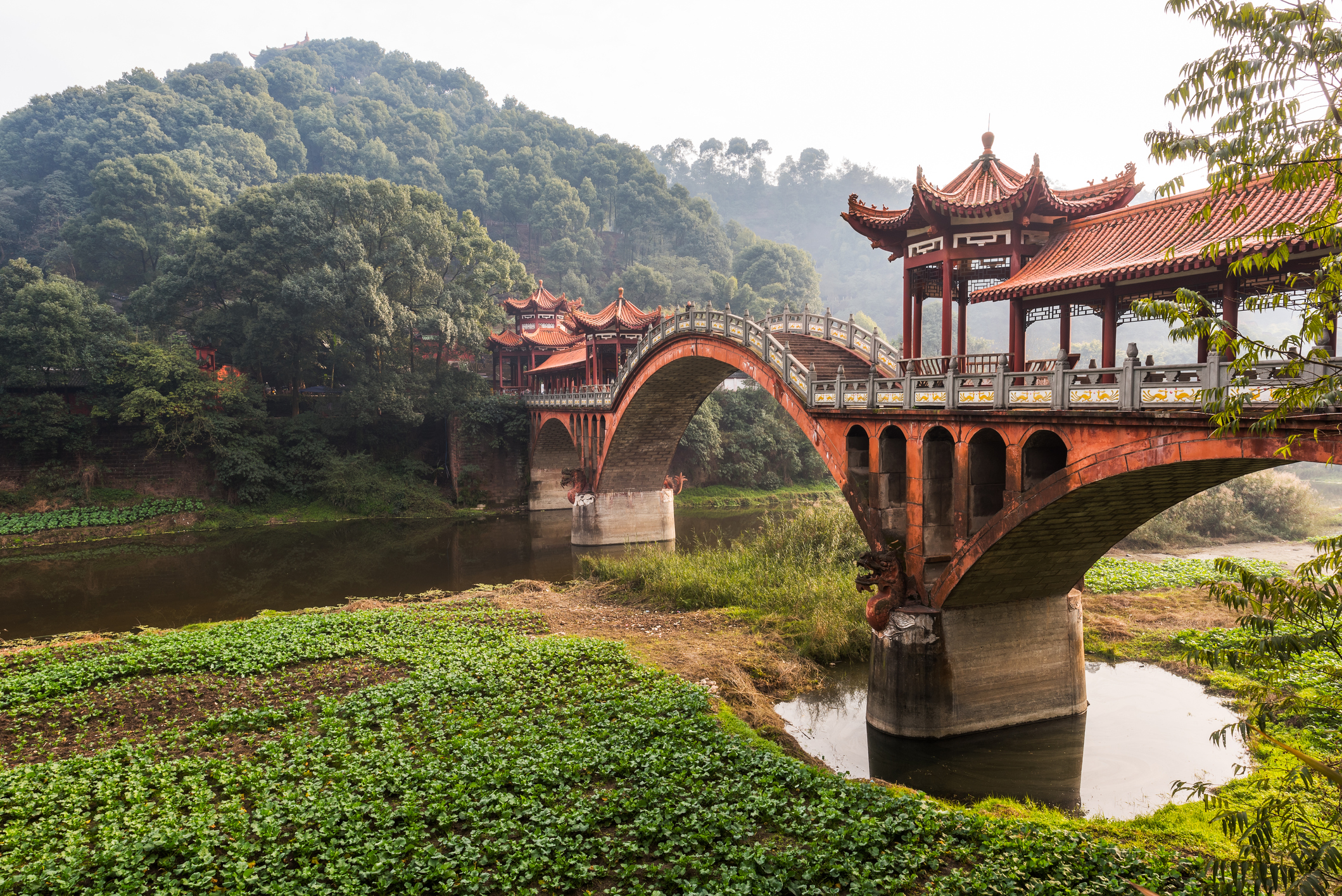 A bridge in Sichuan Province, China, where rogue plantings are estimated to be about 8,000 hectares. Photo / Philippe Lejeanvre, Getty Images