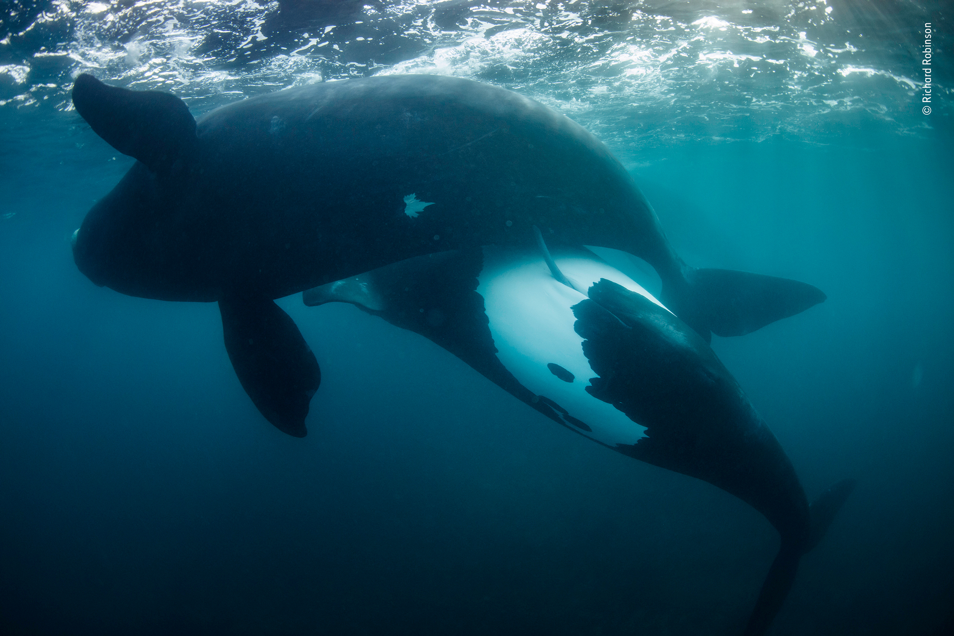 Tohora, southern right whales in the Auckland Islands. Photo / Richard Robinson, File
