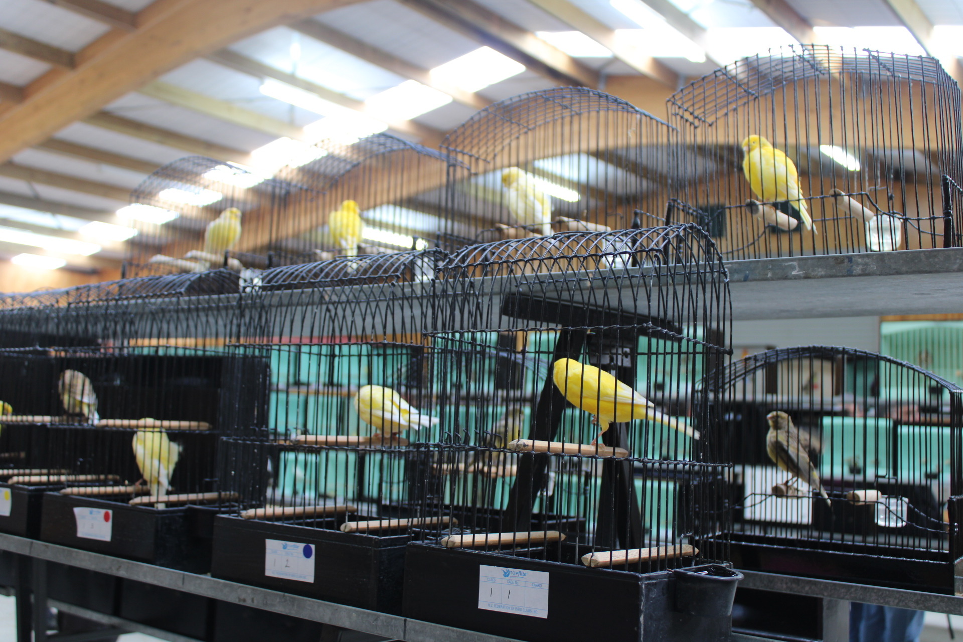 Colour and character at Tararua Bird Club Table Show NZ Herald