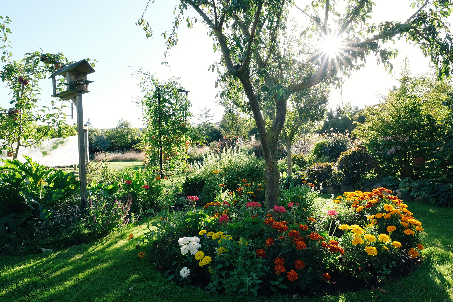 In addition to Jenny's dry ornamental beds, she keeps an immaculate and thriving vegetable garden and orchard. Photo / Julia Atkinson-Dunn