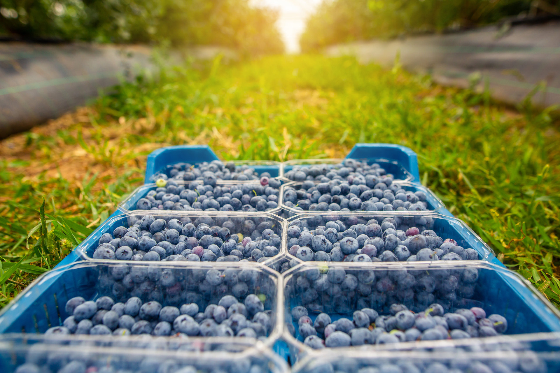 Nature and Nosh combine lush native bush, waterfalls and rolling landscapes with everything from wine tastings to blueberry farms. Photo / 123rf