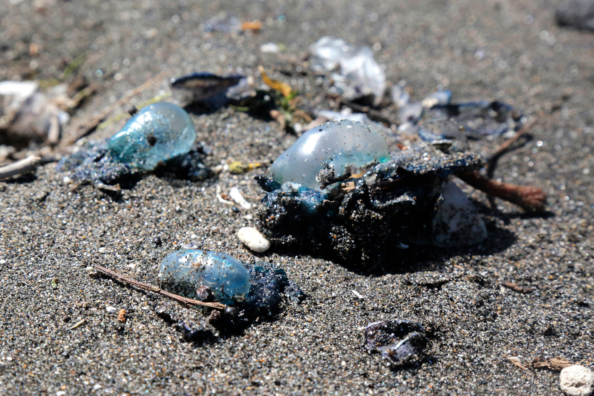 Teenager hospitalised after swallowing bluebottle jellyfish at popular  beach