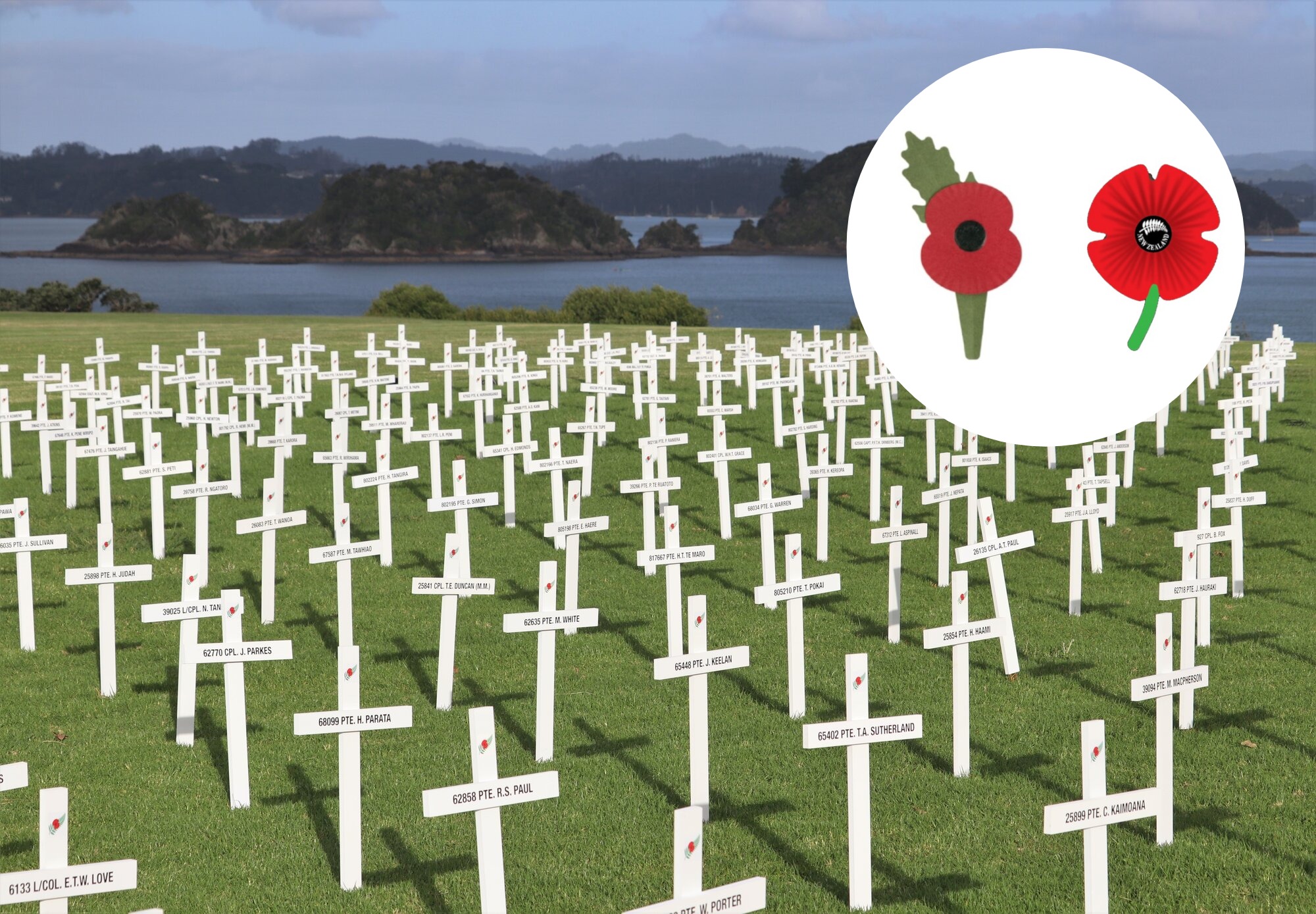 Two new poppies for Poppy Day 2026. On the left, the poppy being imported by the NZ Returned and Services Association is a British poppy that marks Armistice Day. It carries an oak leaf set at 11 o'clock to mark the end of conflict in World War One. The poppy on the right is from the Auckland Veterans Association, a group of rebel RSAs that broke away from the national body. It uses a variation on the traditional poppy but has a fern and the words 