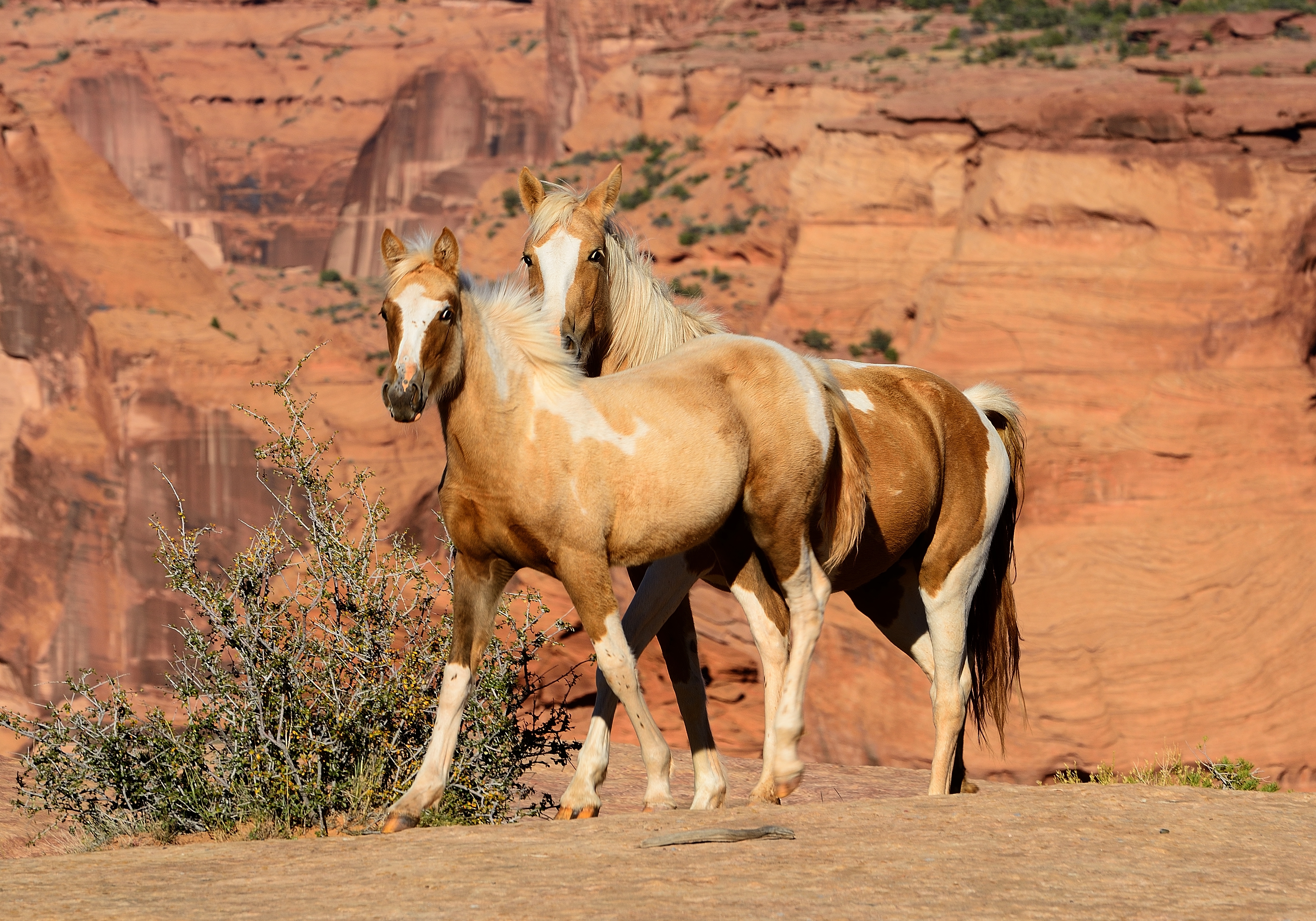 Enjoy a two-hour guided horseriding tour in Bryce Canyon National Park. Photo / Supplied