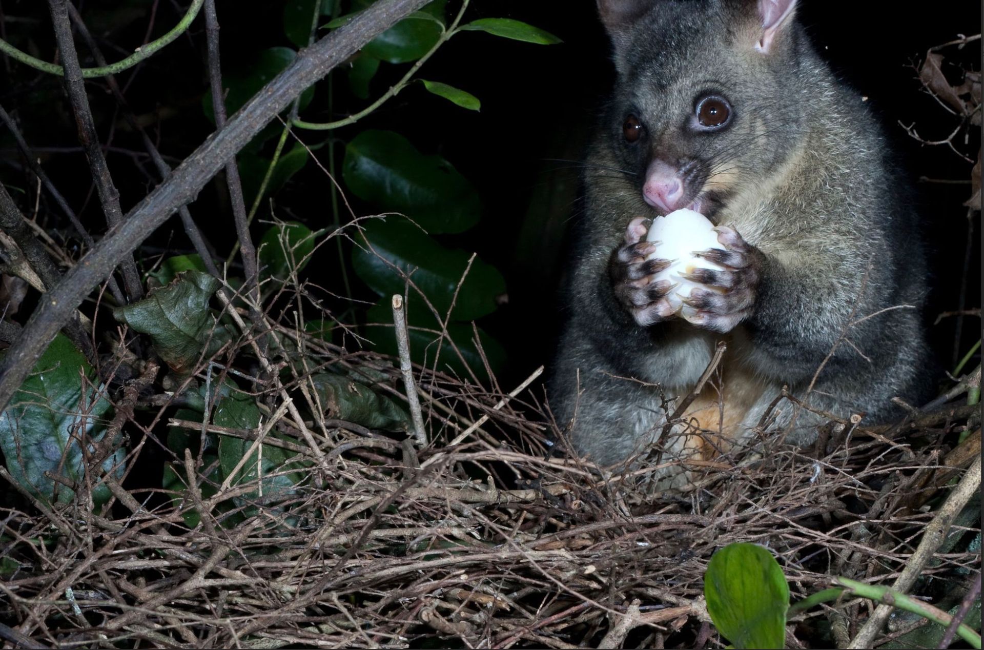 Predator Free Hamilton - Got possums? Grab yourself a possum trap