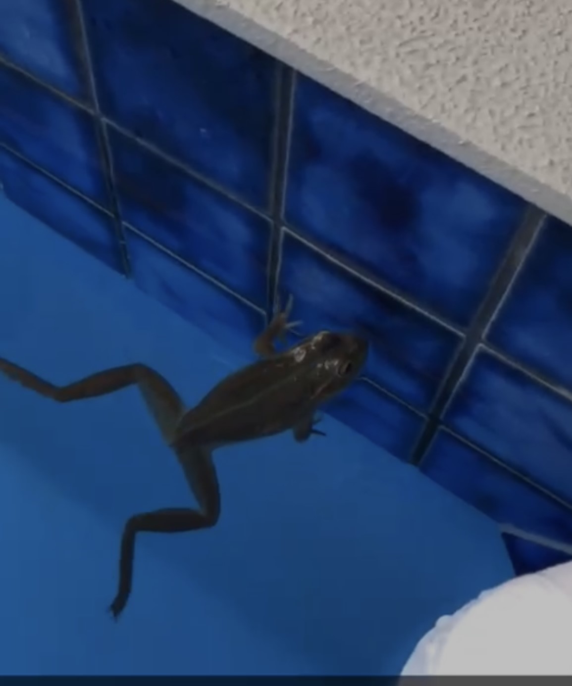 The frog that Simon Barnett found in their swimming pool. 