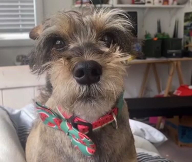 Matt Heath's dog, Colin, always makes him smile.