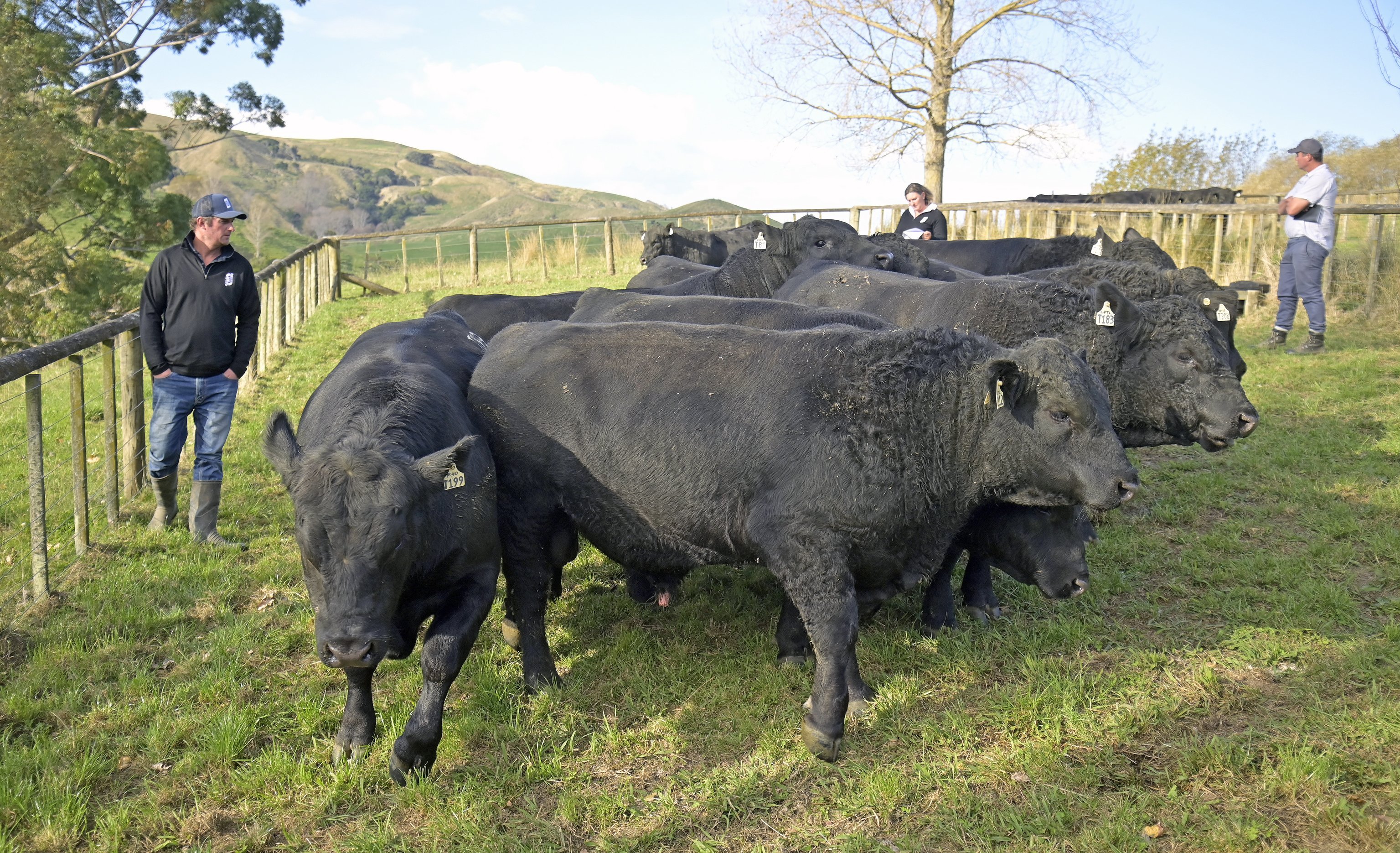 East Coast sale season to end with Angus Bull Week - NZ Herald