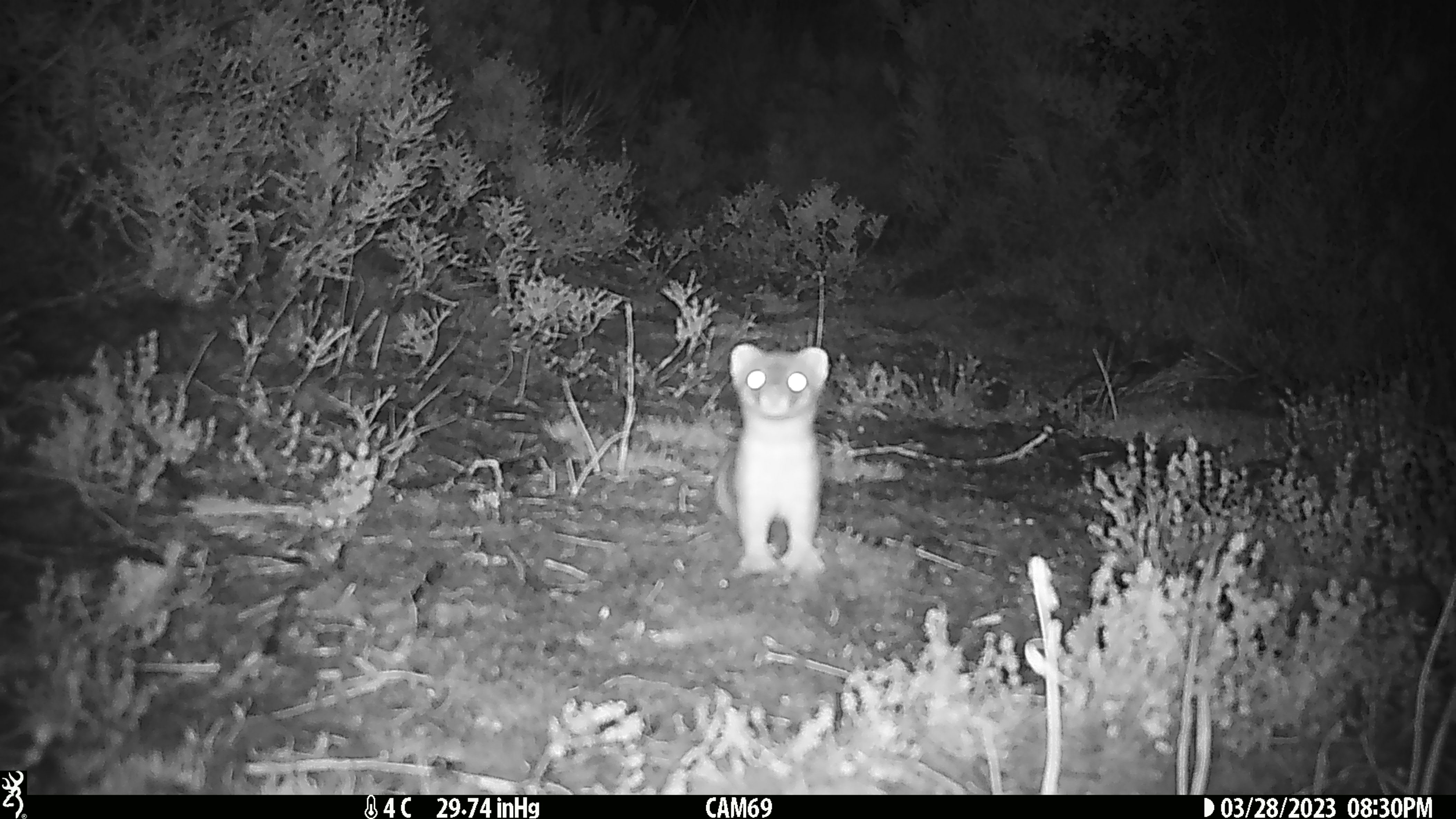 The Chalky Island stoat, papped by a remote camera near the Department of Conservation Hut on the island in March 2023. Source: DoC