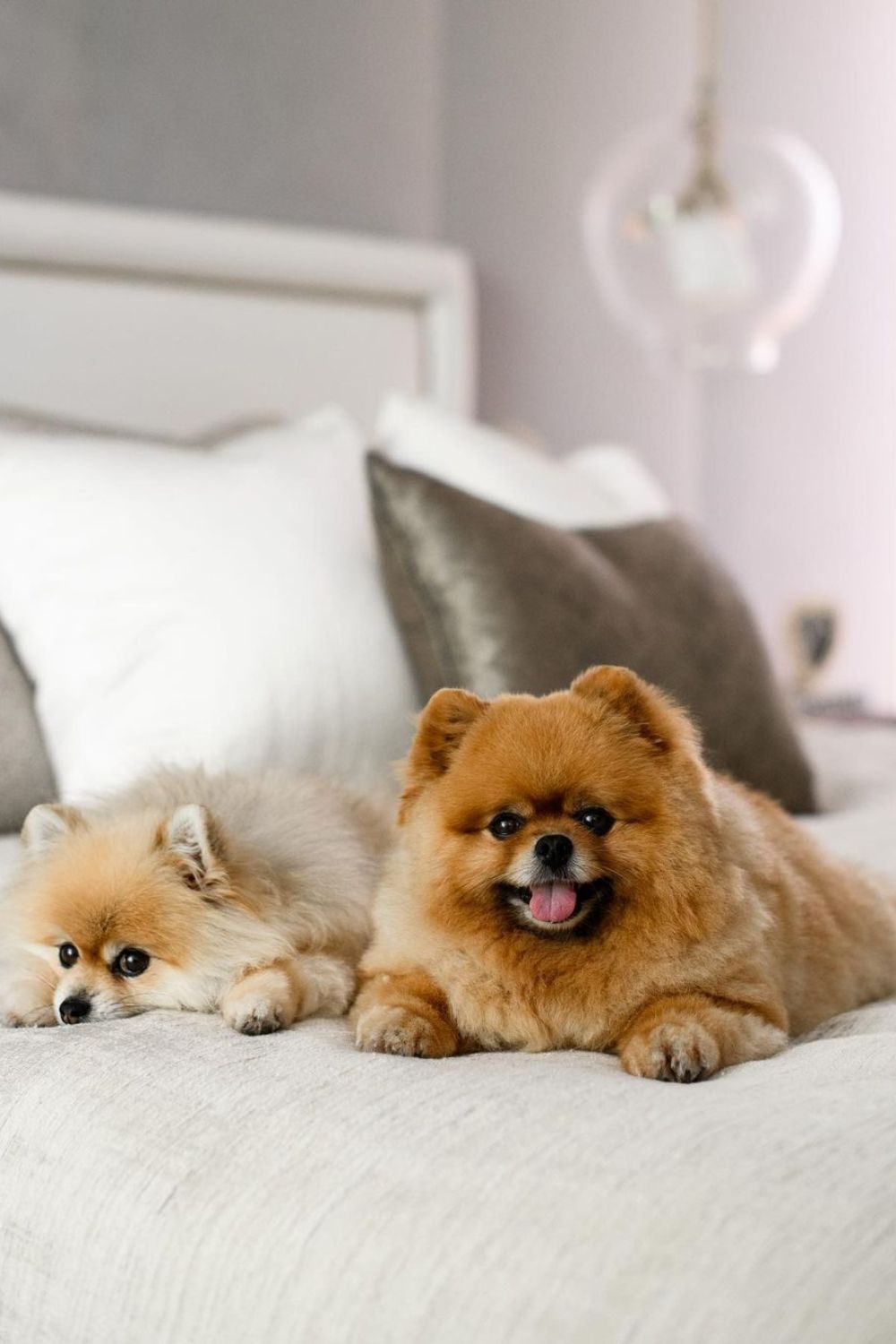 Anna's precious pooches, George and Daphne. 