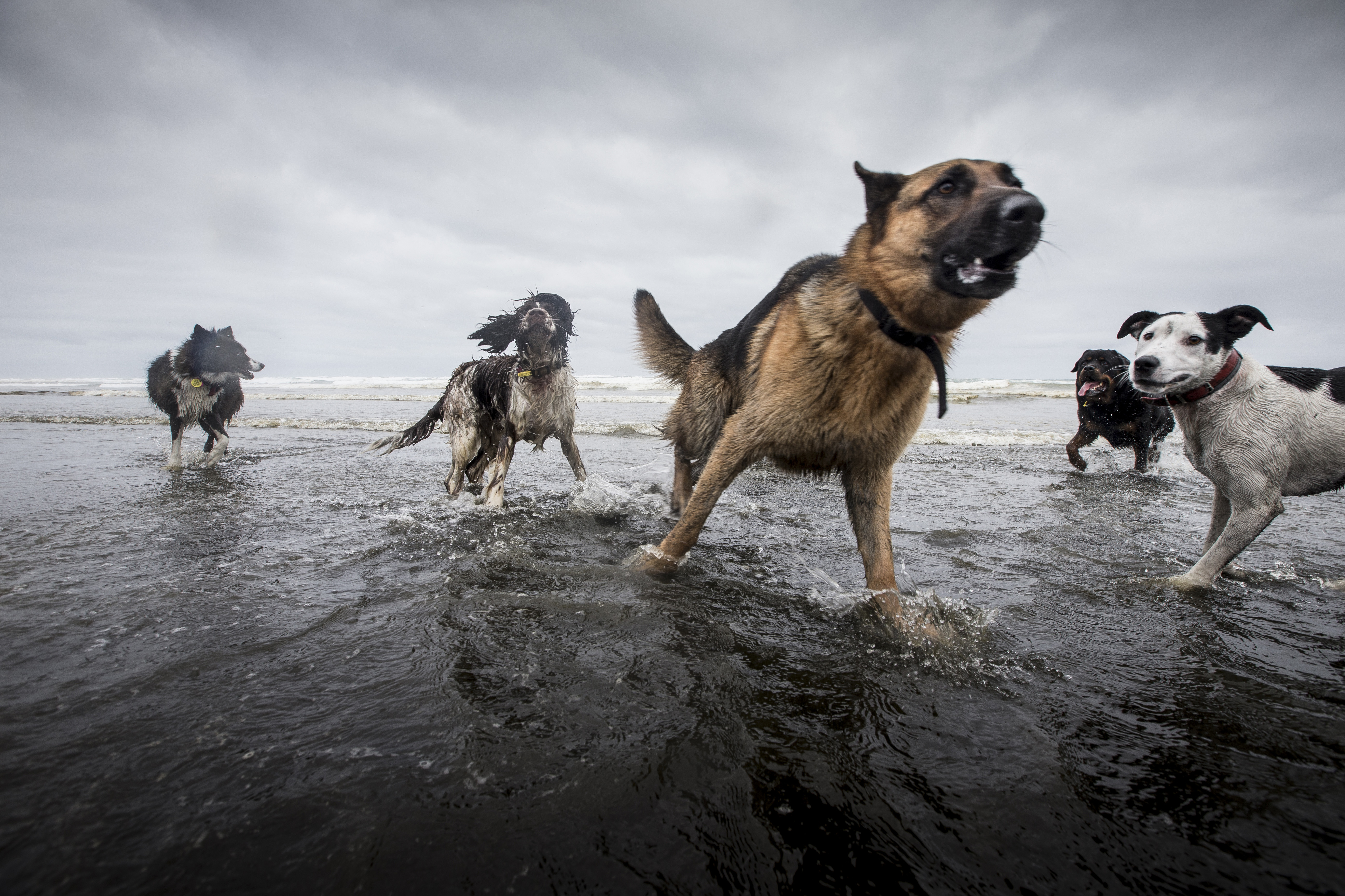 Far North council dog rules set to be reviewed - NZ Herald